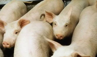 殘次豬與無(wú)飼養(yǎng)價(jià)值雞的合理處理方法