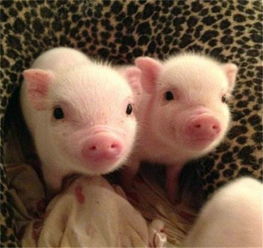 全國驚現首個豬價破 12 省份，羊價走勢或緊隨其后