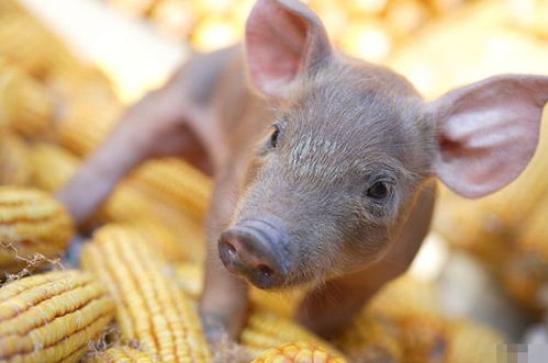 4月23號，屬豬人需謹慎應對潛在挑戰