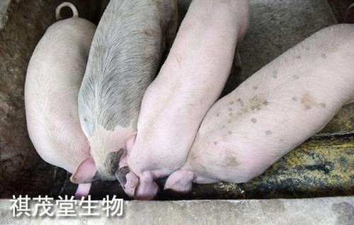 2022年生豬業(yè) 以“三高”開(kāi)局，以深度調(diào)整收尾