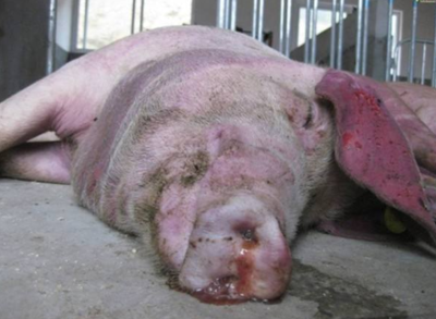 育肥豬皮膚發(fā)紅？警惕這三大常見(jiàn)疾病
