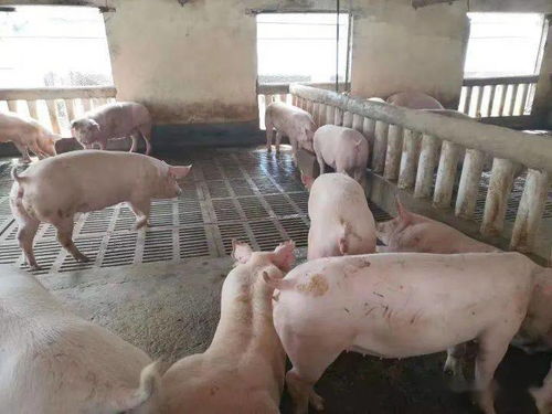 仔豬健壯漲勢(shì)強(qiáng)，新鄉(xiāng)大北農(nóng)產(chǎn)品來(lái)幫忙